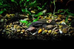 An aquarium scene with a rocky substrate scattered with various sizes and colors of pebbles, where a spotted fish rests, partially camouflaged. Lush green aquatic plants create a dense backdrop, providing a natural habitat feel.