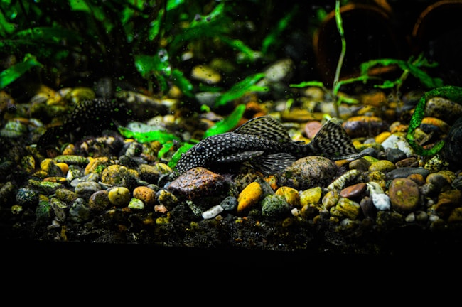 An aquarium scene with a rocky substrate scattered with various sizes and colors of pebbles, where a spotted fish rests, partially camouflaged. Lush green aquatic plants create a dense backdrop, providing a natural habitat feel.