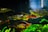 A vibrant home aquarium filled with colorful fish swimming among plants.
