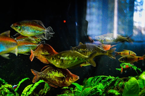 A group of colorful fish swimming in an aquarium surrounded by green aquatic plants. The fish display vibrant hues including blues, oranges, and yellows, and the water is illuminated, revealing reflections on their scales. The background appears dark, highlighting the brightness of the fish and plants.