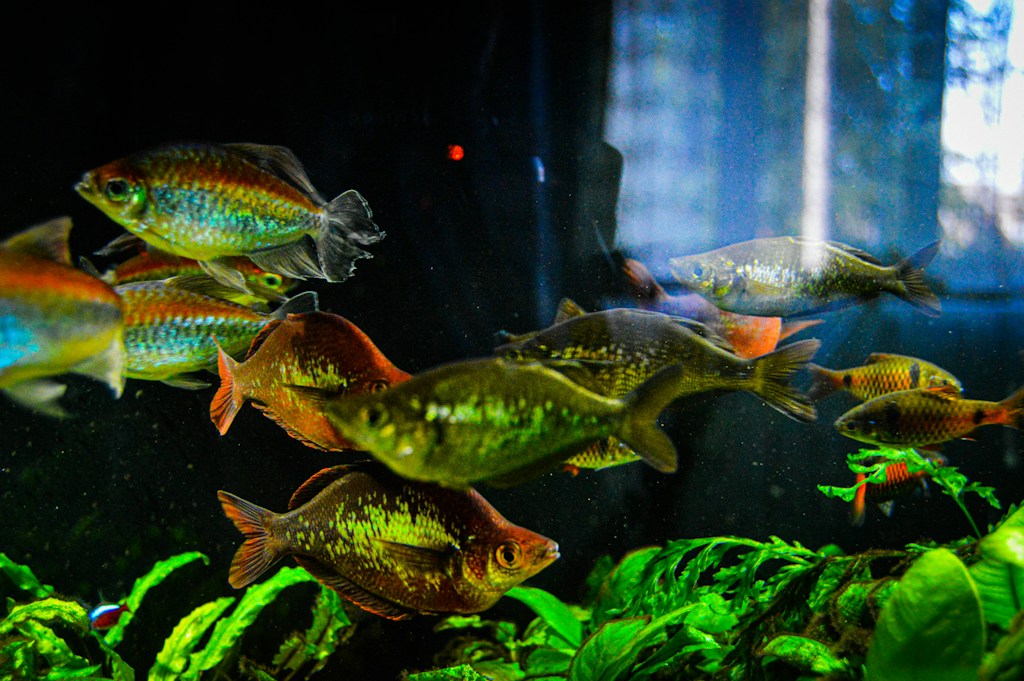 Aquarium Setup