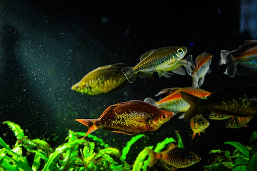 A vibrant close-up of colorful ornamental fish swimming among lush aquatic plants.