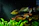 Underwater footage of a colorful fish swimming near river plants.