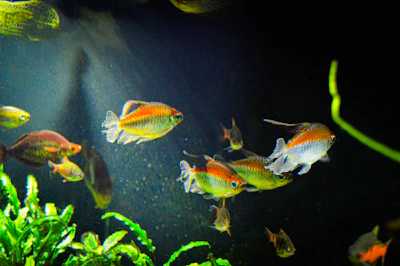 Vibrant underwater scene showing a group of fish around submerged branches