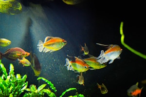 Tropical Fish Pilihan