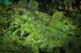 Evergreen branches with dense, vibrant green needles in a natural setting, highlighted by a soft focus on the background.