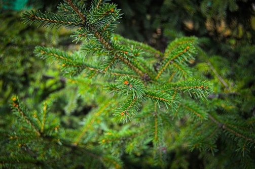 Evergreen branches with dense, vibrant green needles in a natural setting, highlighted by a soft focus on the background.
