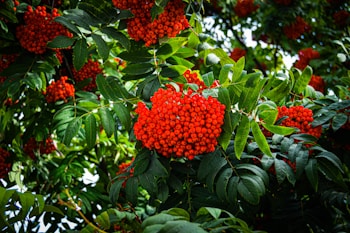 A dense cluster of vibrant red berries is surrounded by rich green leaves. The branches are lush, indicating a healthy, thriving plant. The composition creates a sense of natural abundance and vitality.