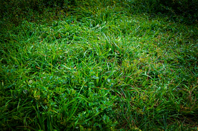 Close-up of lush green grass rolls ready for delivery at a nursery.