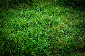 A close-up view of lush green grass with a dense arrangement of blades and small leafy plants. The grass appears vibrant and well-maintained, with some areas showing subtle variations in shades of green.