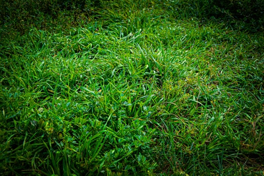 A close-up view of lush green grass with a dense arrangement of blades and small leafy plants. The grass appears vibrant and well-maintained, with some areas showing subtle variations in shades of green.