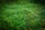 A close-up view of lush green grass with a dense arrangement of blades and small leafy plants. The grass appears vibrant and well-maintained, with some areas showing subtle variations in shades of green.