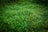 A close-up view of lush green grass with a dense arrangement of blades and small leafy plants. The grass appears vibrant and well-maintained, with some areas showing subtle variations in shades of green.
