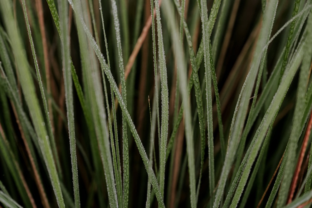 a close up of a plant with green leaves