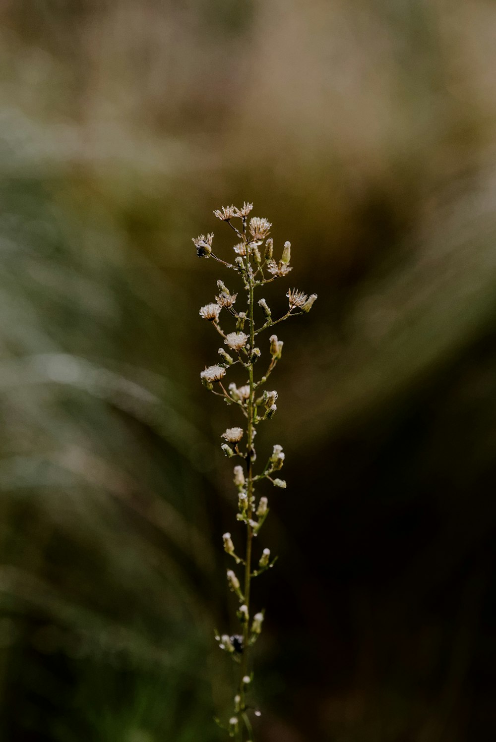 ぼやけた背景を持つ植物の接写