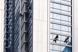 Several workers are suspended on the side of a modern skyscraper, engaged in cleaning the windows. They are equipped with safety harnesses and ropes, operating from different heights along the building's facade. The building's surface features reflective glass panels that capture the surrounding environment.