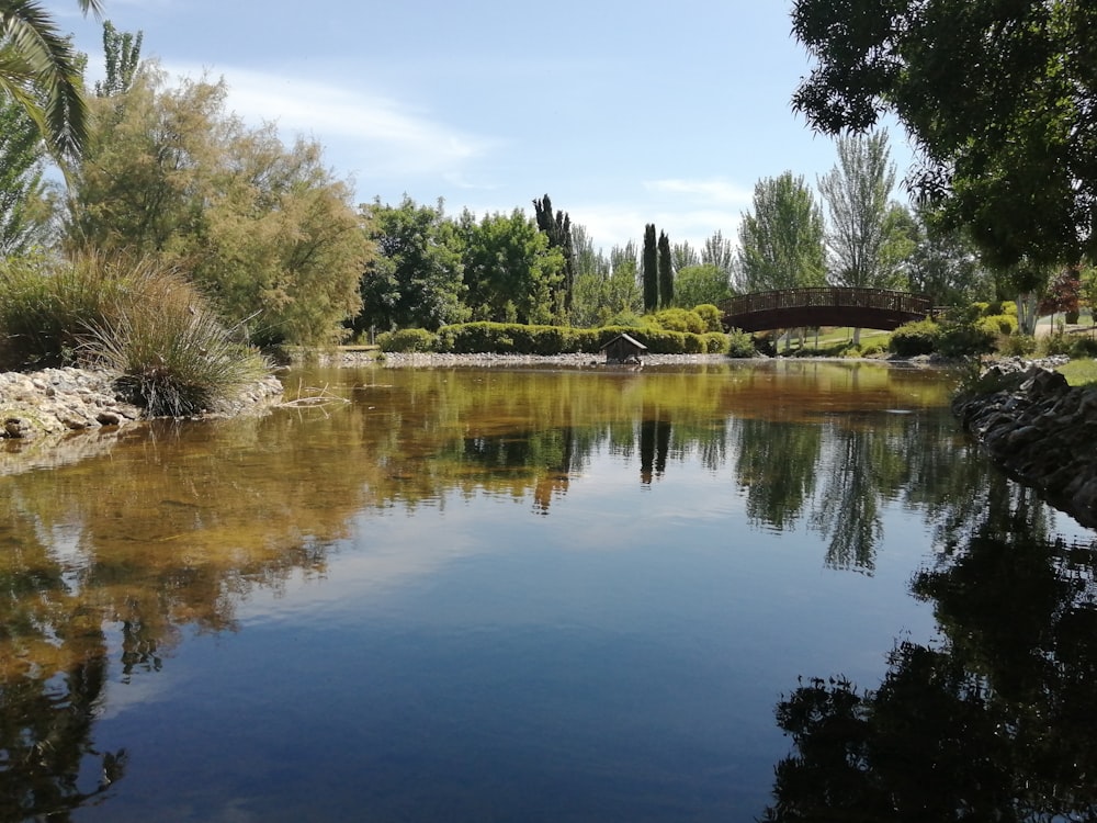 a body of water surrounded by trees and bushes