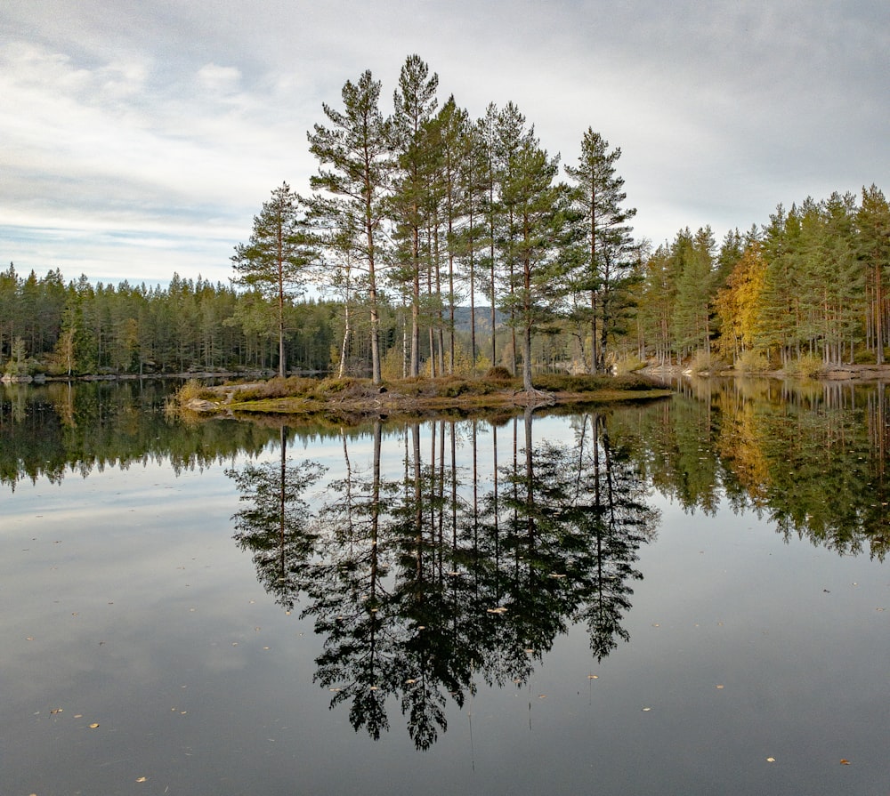 a body of water surrounded by a forest