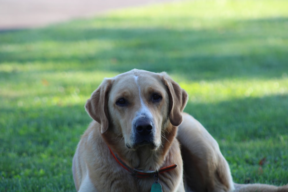 a brown dog laying on top of a lush green field