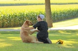 A person in a black dress and white bonnet is kneeling on the grass, affectionately holding a large brown dog. The setting is a sunny outdoor field, with a tree providing shade. In the background, a lush cornfield extends into the distance. Beside them, a small bouquet of flowers lies on the grass.