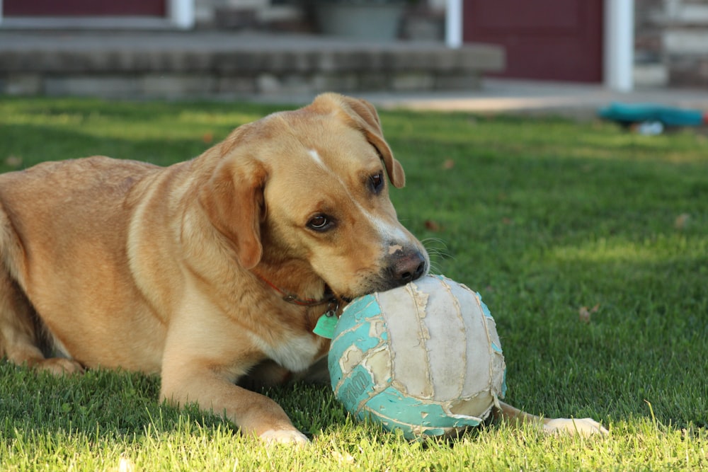 a dog laying in the grass with a ball in its mouth
