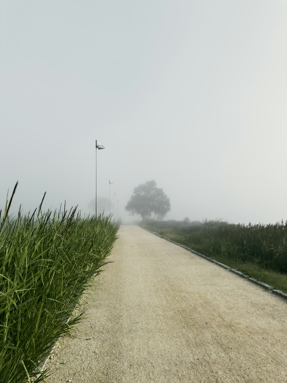 a foggy road in the middle of a field