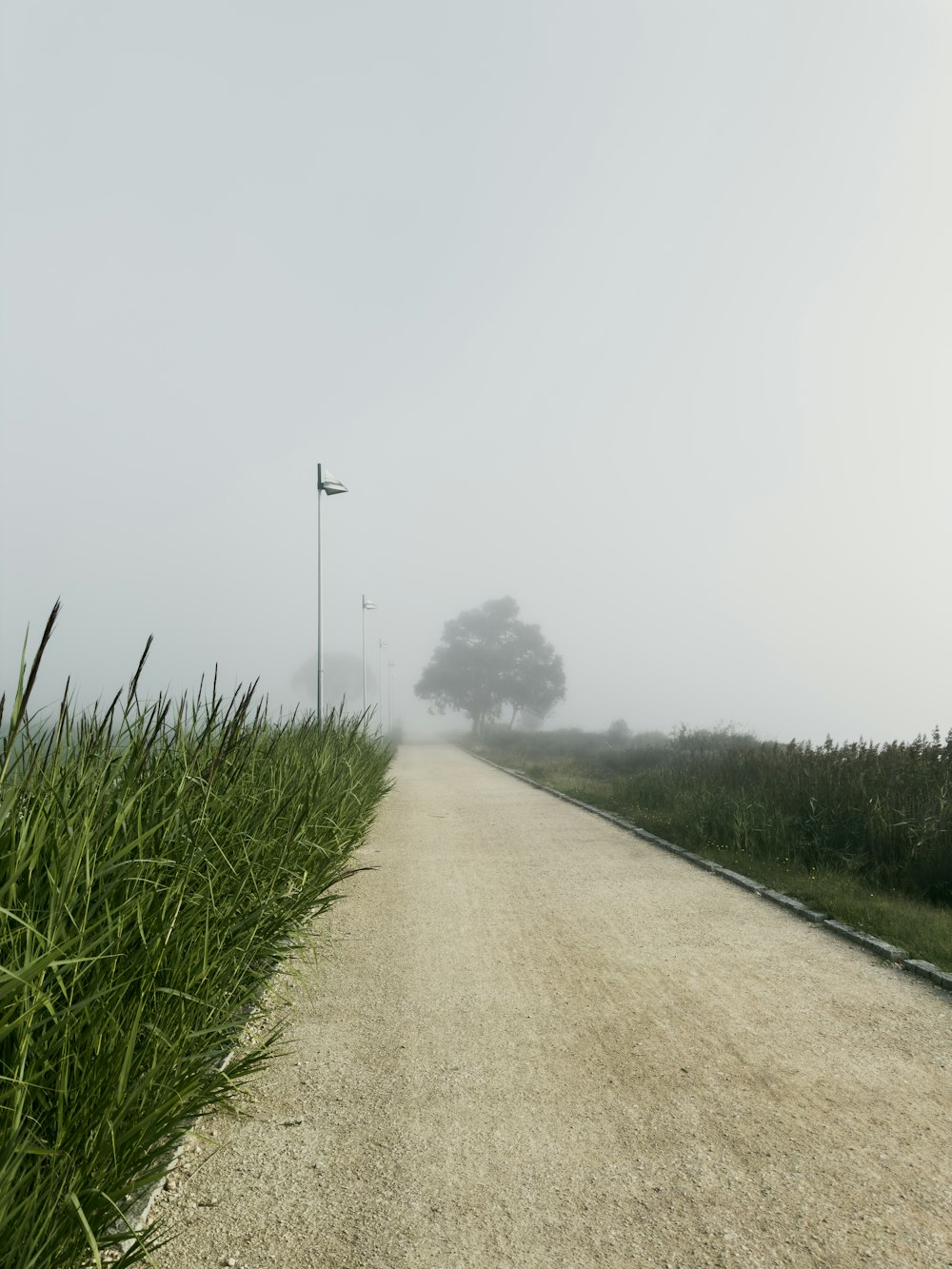 eine neblige Straße mitten auf einem Feld