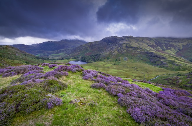 A scenic landscape featuring rolling hills covered in lush green grass and vibrant purple heather under a dramatic, cloudy sky. A small lake is visible in the distance surrounded by towering mountains, adding depth to the scene.