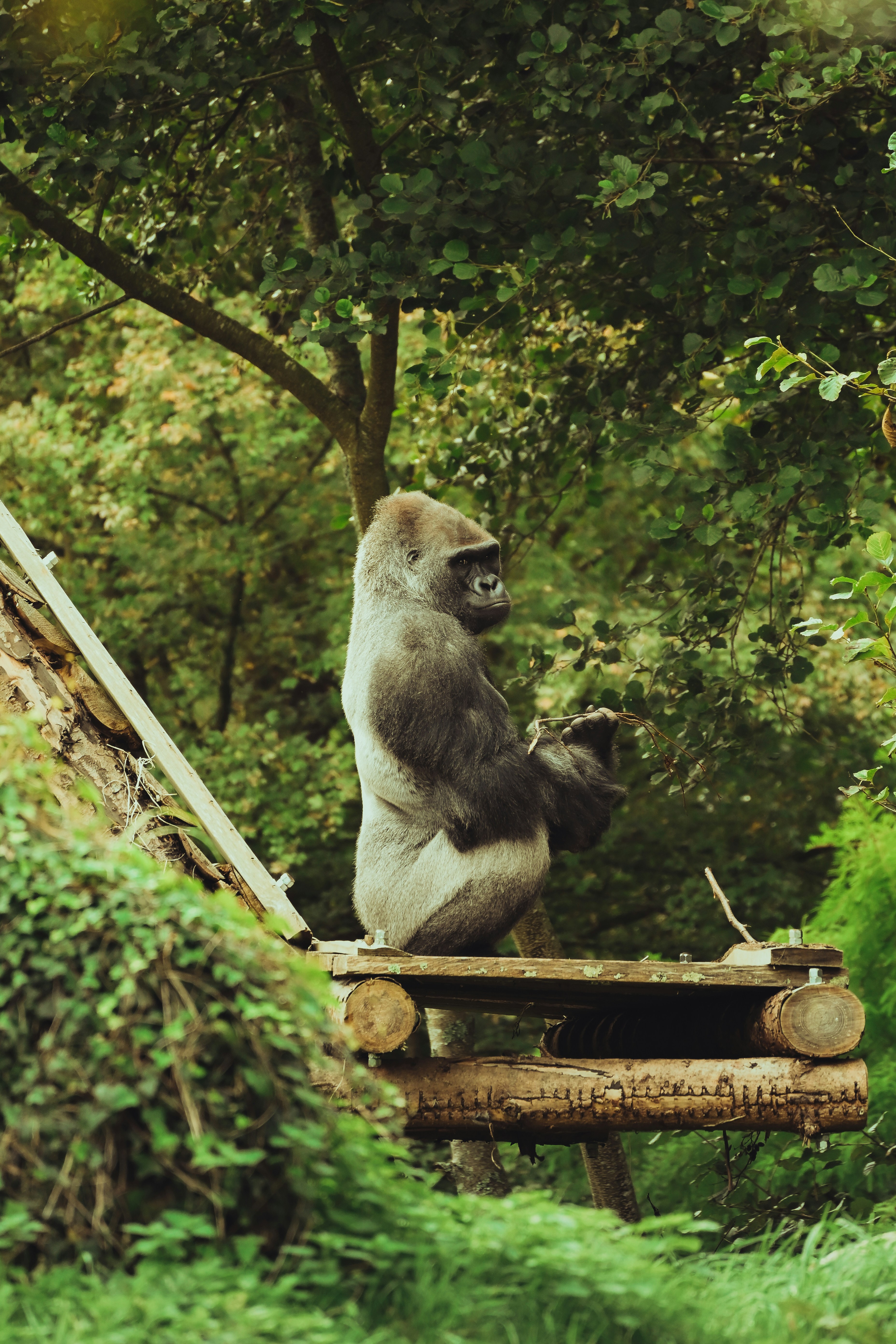 a gorilla sitting on top of a wooden platform