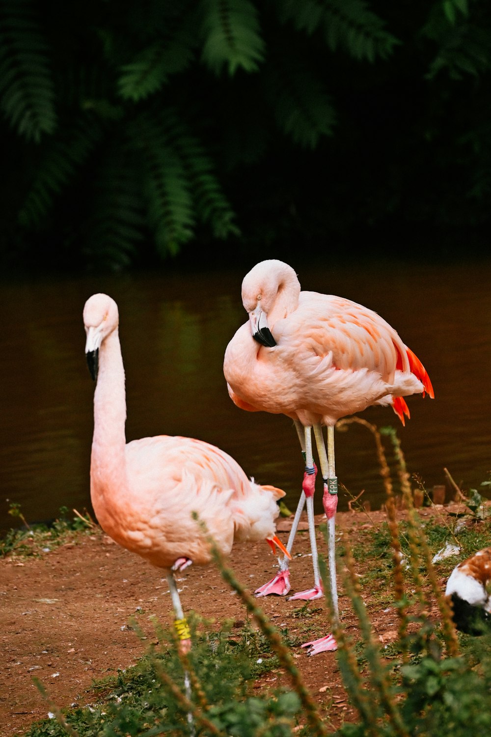 a group of flamingos standing next to a body of water