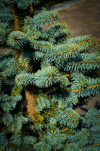 Close-up of a lush Bieszczady spruce tree with deep green needles.