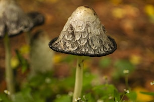 a couple of mushrooms that are sitting in the grass