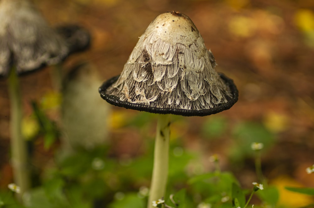 um par de cogumelos que estão sentados na grama