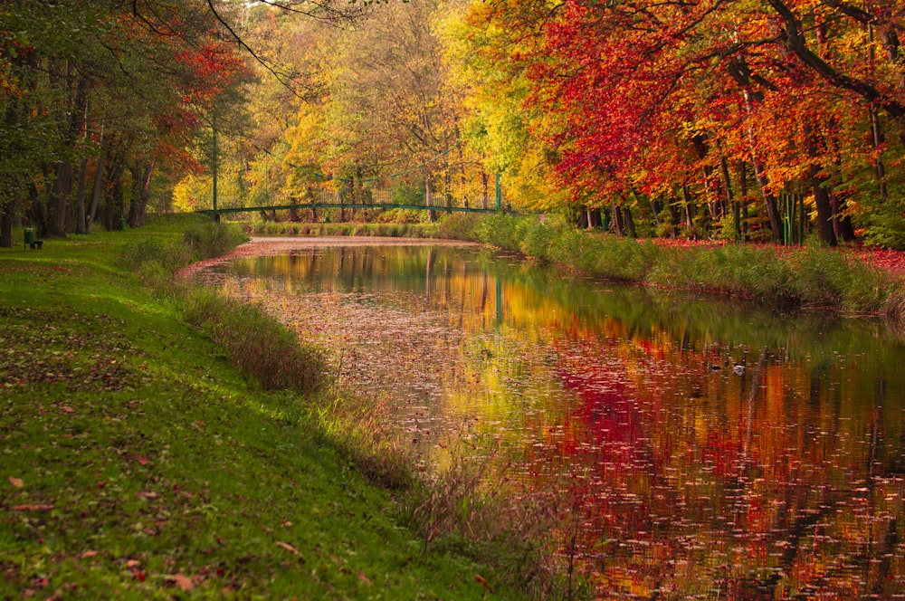 a river running through a lush green forest