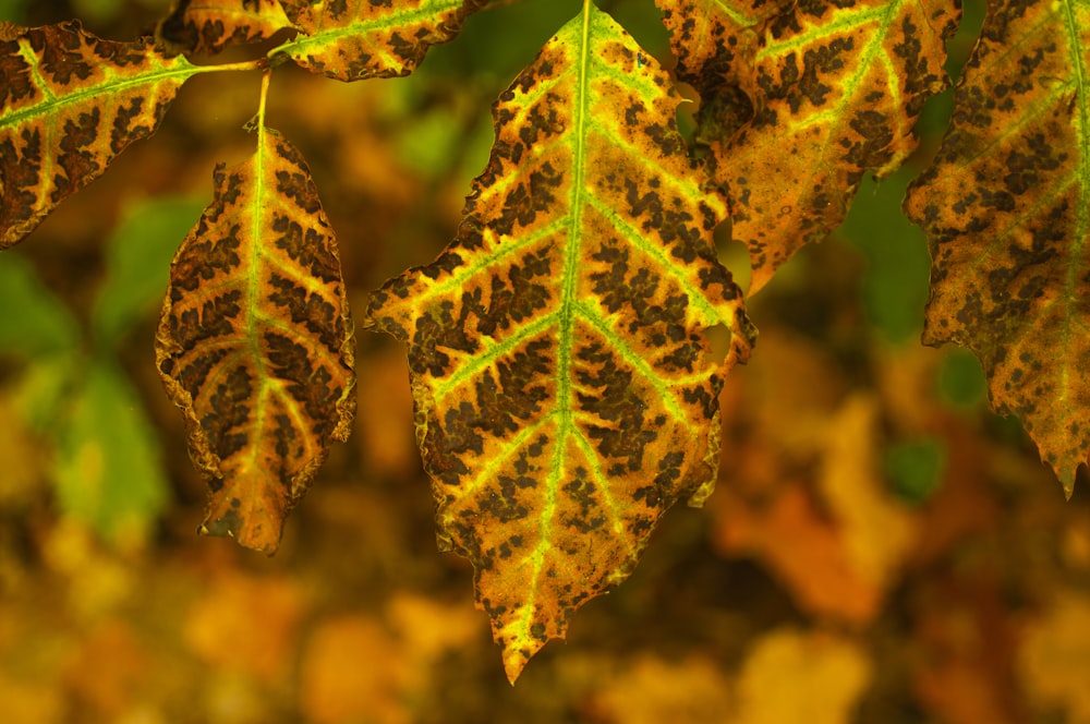 a close up of a leaf on a tree