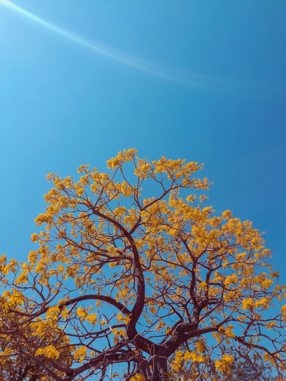 a tree with yellow flowers in the foreground and a blue sky in the background