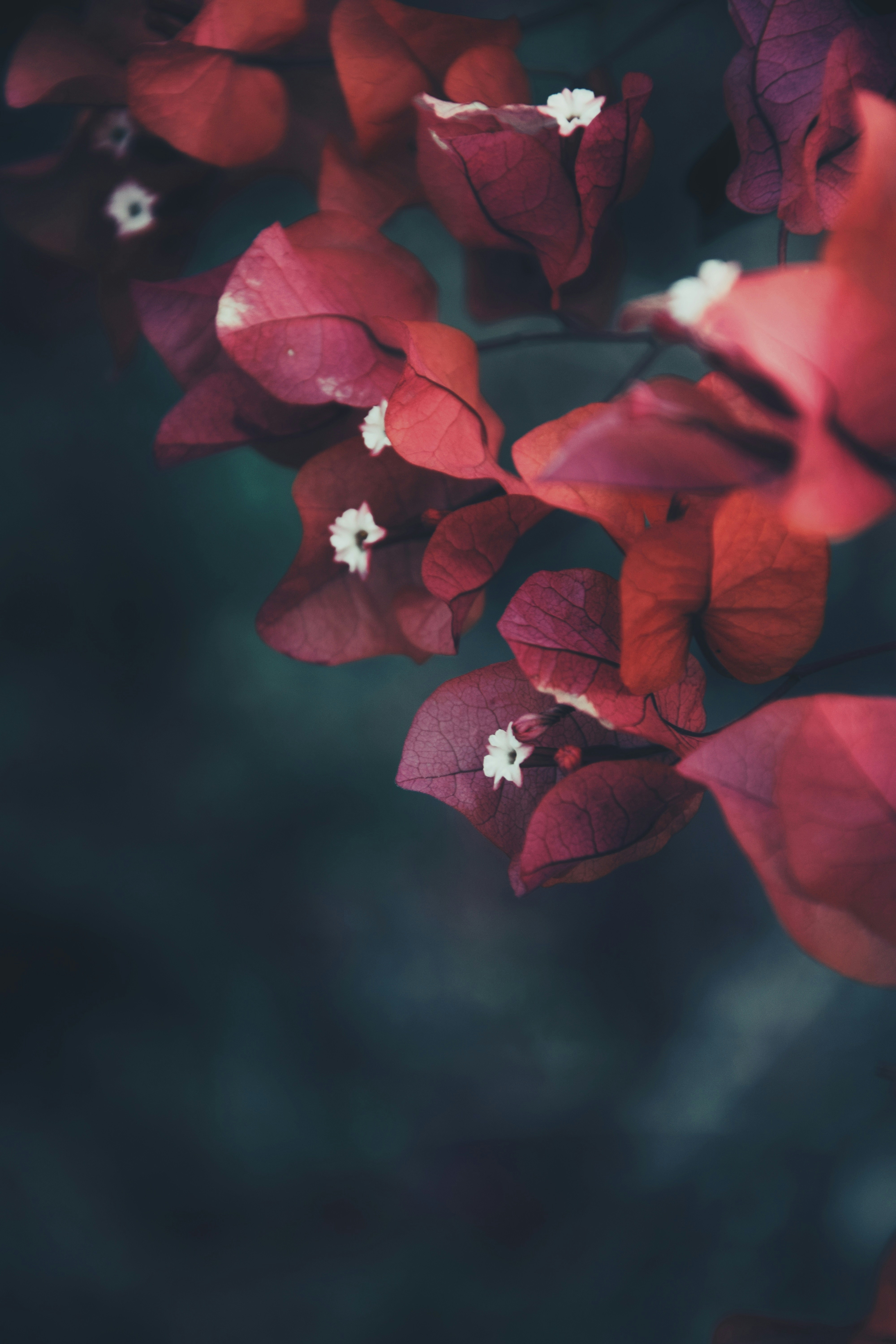 Photo by nag_sohan23