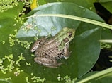 A majestic bullfrog sitting on a lily pad surrounded by water lilies.