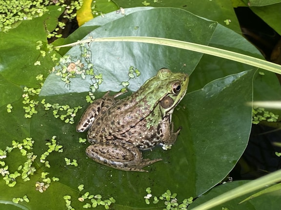 A majestic bullfrog sitting on a lily pad surrounded by water lilies.