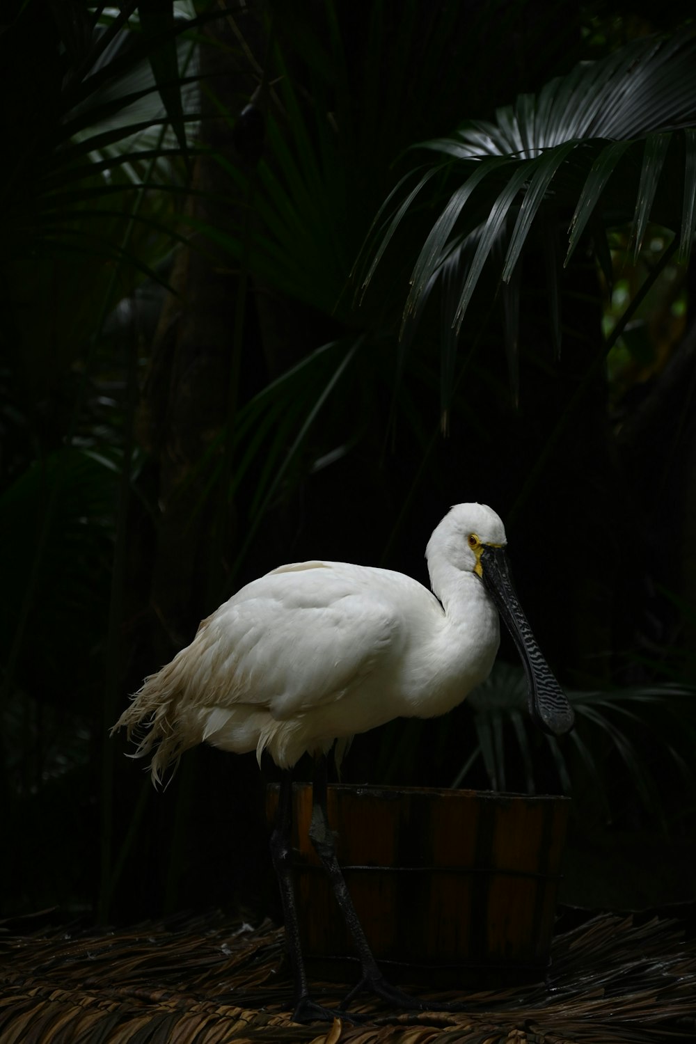 a large white bird with a long beak