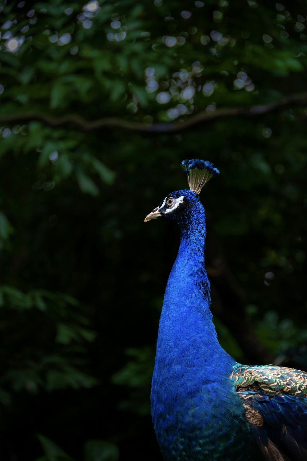 a blue peacock standing in front of a tree