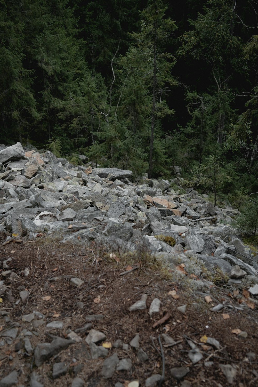 a large pile of rocks sitting next to a forest