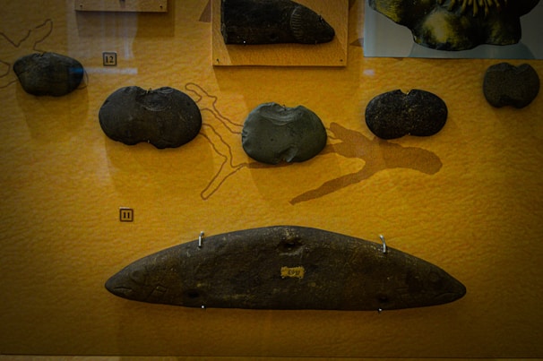 Ancient artifacts displayed against a textured background, including several stone tools or fossils mounted on a board. The items vary in shape and size, with labels indicating their catalog numbers.