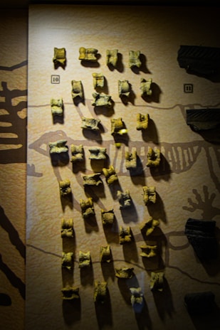 A collection of ancient bone fragments is displayed on a textured wall. The arrangement is organized in rows, each piece casting shadows, and is numbered for identification. The background has a subtle pattern that could be interpretive artwork, possibly of an ancient scene.