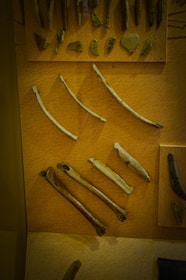 A collection of ancient artifact pieces displayed on an orange-brown background. The items include various bones, stone fragments, and possibly fossil pieces arranged in an organized manner across several sections.