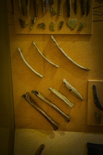 A collection of ancient artifact pieces displayed on an orange-brown background. The items include various bones, stone fragments, and possibly fossil pieces arranged in an organized manner across several sections.