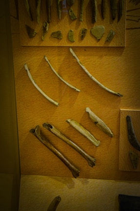 Vintage fossil specimens arranged neatly on a rustic table.