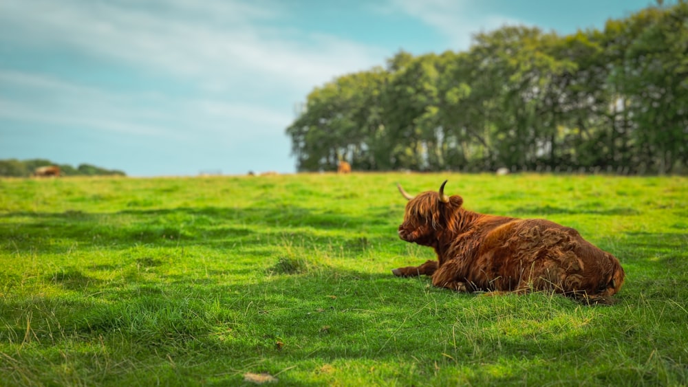 Una mucca marrone che giace in cima a un campo verde lussureggiante