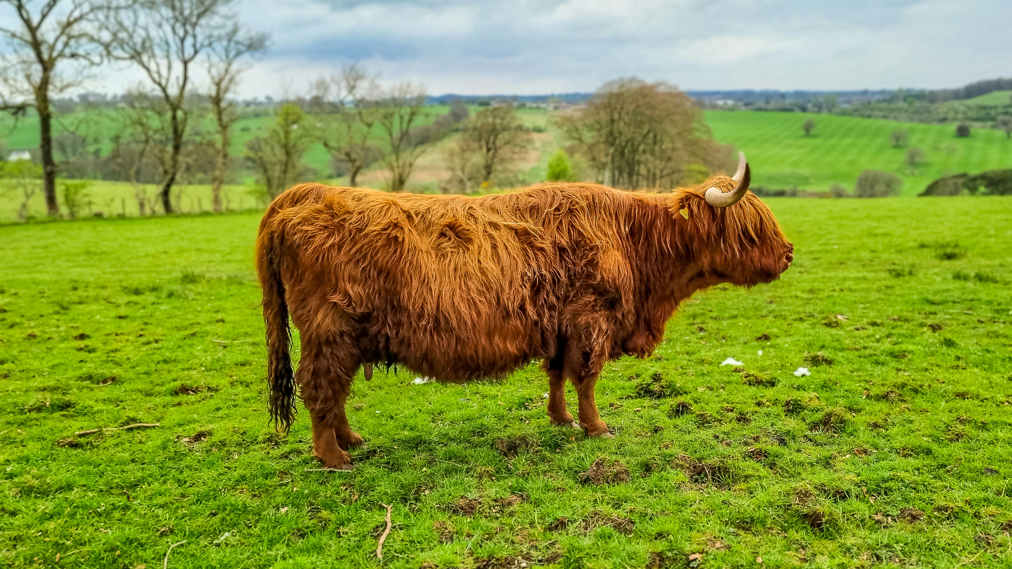 a brown cow standing on top of a lush green field
