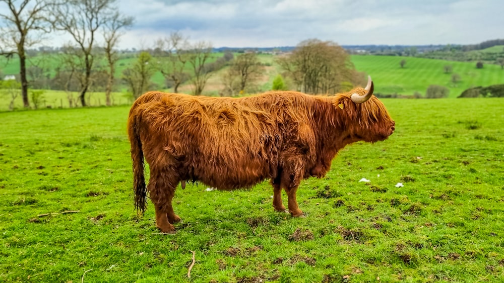 a brown cow standing on top of a lush green field